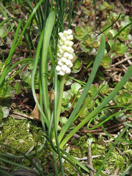 File:Muscari botryoides Album001.jpg