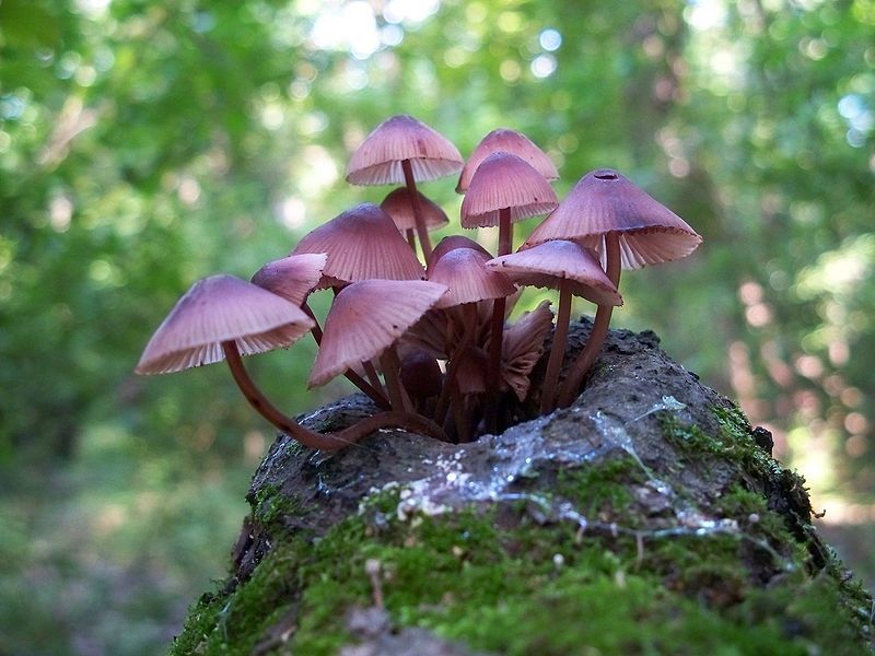 File:Mycena haematopus 56359.jpg