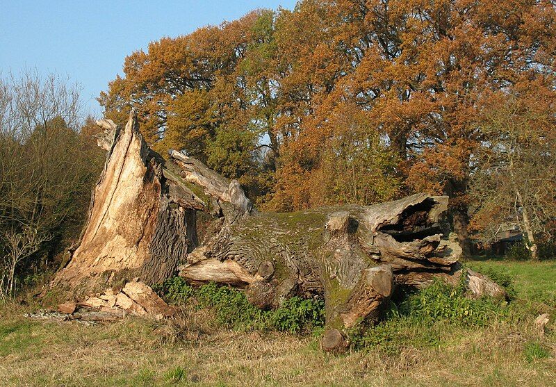 File:Nennhausen Baumruine.jpg