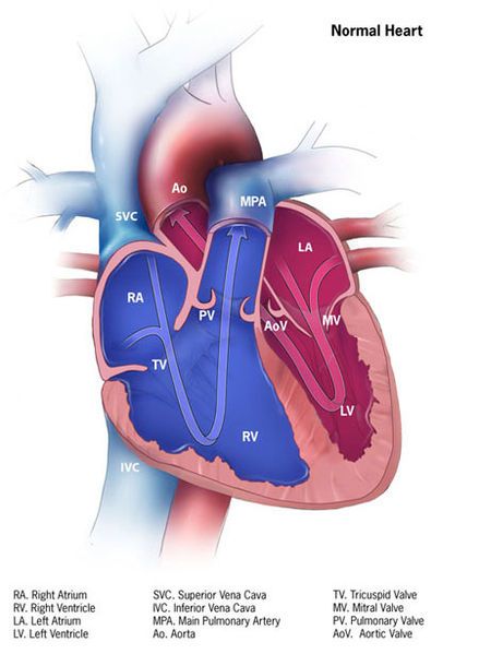 File:Normal-heart.jpg