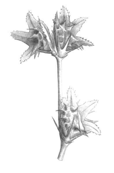 File:Onobrychis caput-galli Taub122e.png