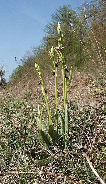 File:Ophrys insectifera 210407.jpg