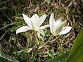 Ornithogalum balansae