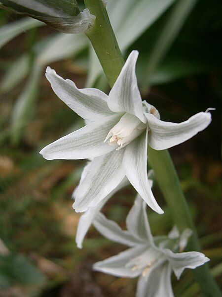 File:Ornithogalum nutans close-up3.jpg