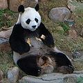 Giant panda (Ailuropoda melanoleuca)