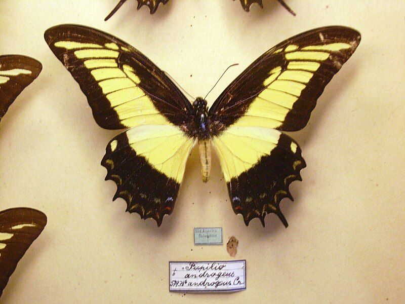 File:Papilioandrogeosmale.jpg