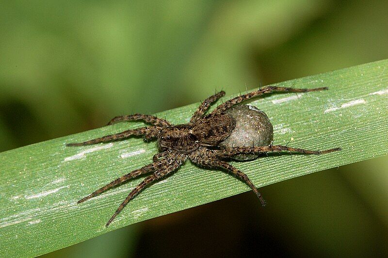 File:Pardosa lugubris fg01.jpg