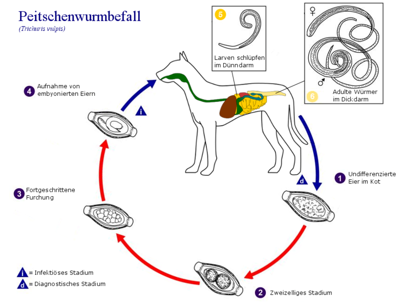 File:Peitschenwurmbefall.png