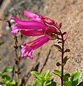 Flowers of Penstemon newberryi