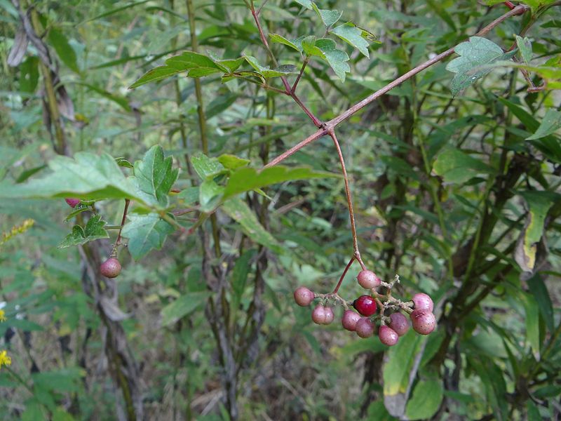 File:Peppervine.jpg