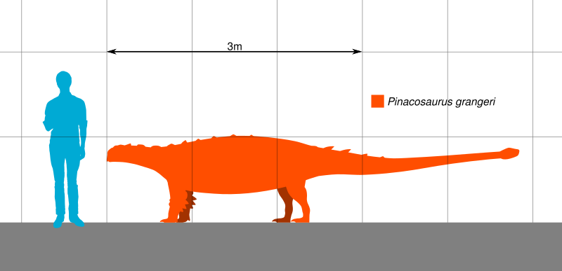 File:Pinacosaurus Scale.svg