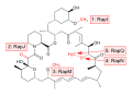 Synthesis of rapamycin from prerapamycin