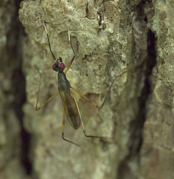 File:Rainieria antennaepes P1160628a.jpg