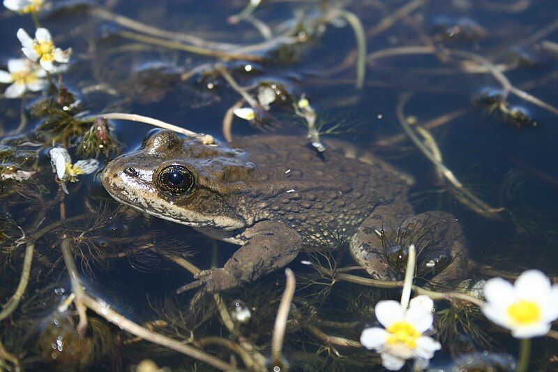 File:Rana Luteiventris.jpg