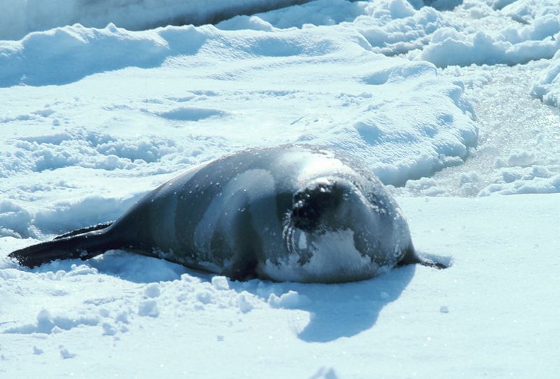 File:Ribbonseal4.jpg