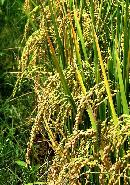 File:Rice seed heads.JPG