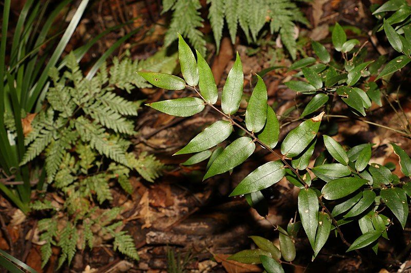 File:Ripogonum fawcettianum.jpg