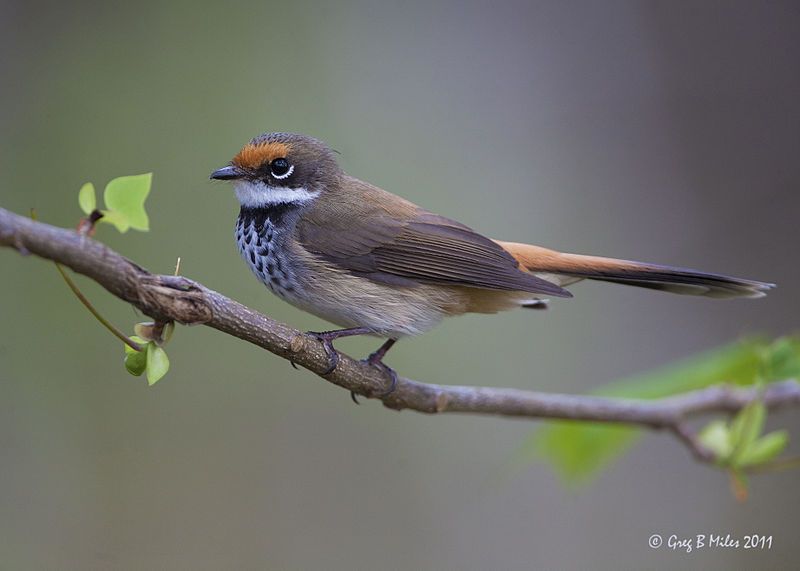 File:Rufous Fantail.jpg