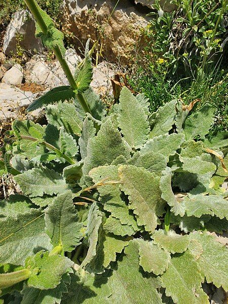 File:Salvia microstegia.jpg