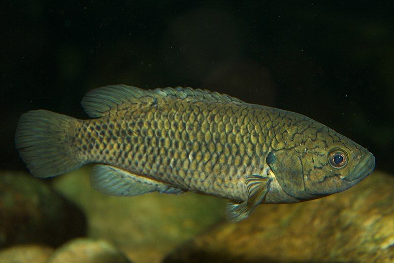 File:Sandelia capensis.jpg