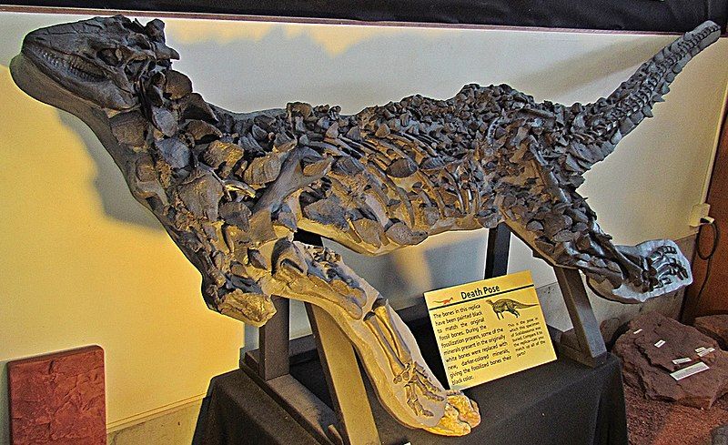 File:Scelidosaurus harrisonii (1).jpg