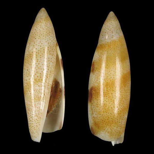 File:Shell Terebellum hubrechti.jpg