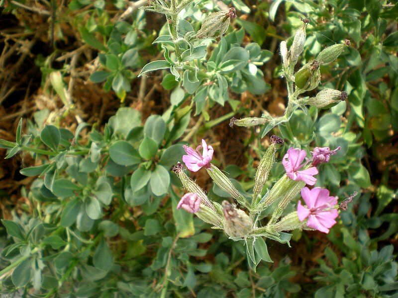 File:Silene fruticosa 1c.JPG