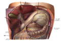 5. This image gives a good idea of the position of the pancreas, but not it's shape and size. Also might be confusing if you don't understand how the other organs have been moved, and also features an incision in the gastrocolic ligament. (Can be uploaded in higher quality)