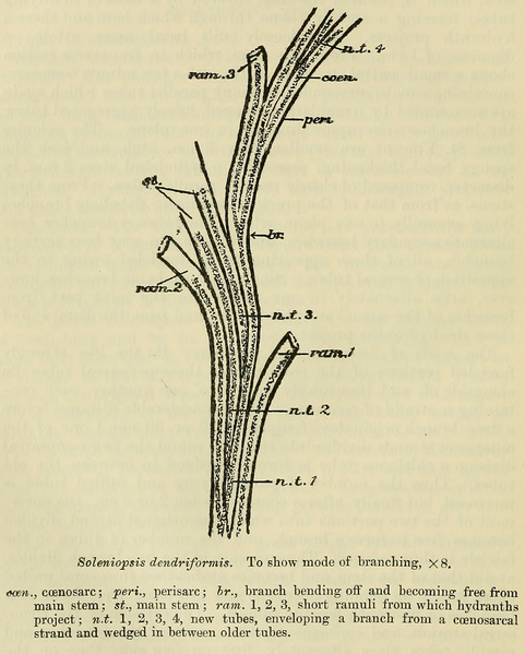 File:Soleniopsis dendriformis.png