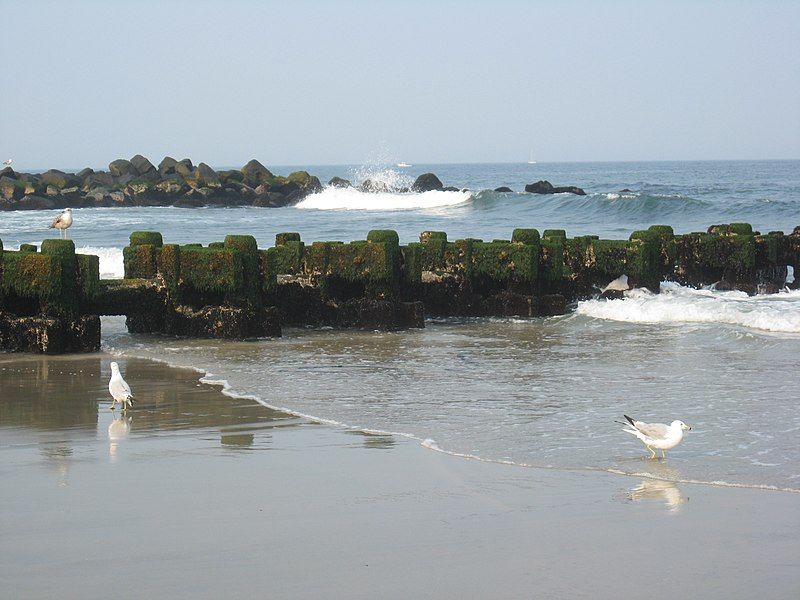 File:Spring Lake seagulls.jpg