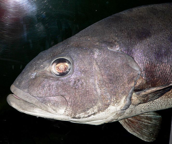 File:Stereolepis gigas head.jpg