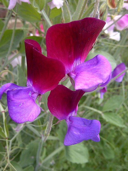 File:Sweet Pea-2.jpg