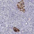 Figure 2. Immunohistochemical staining of TMEM211 in human pancreas shows strong positivity in islets of Langerhans. Samples were probed using a TMEM211 Polyclonal Antibody (Product # PA5-64290).