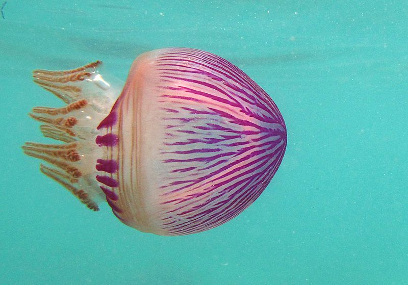 File:Thysanostoma loriferum.jpg