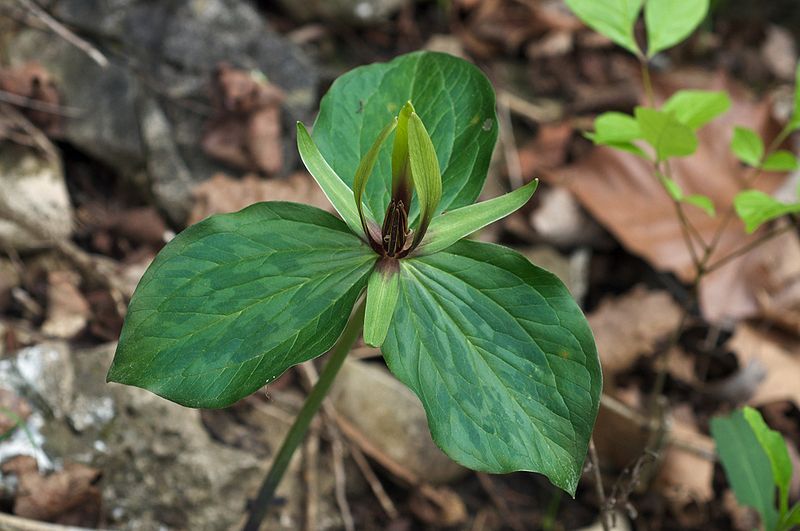 File:Trillium viridescens.jpg