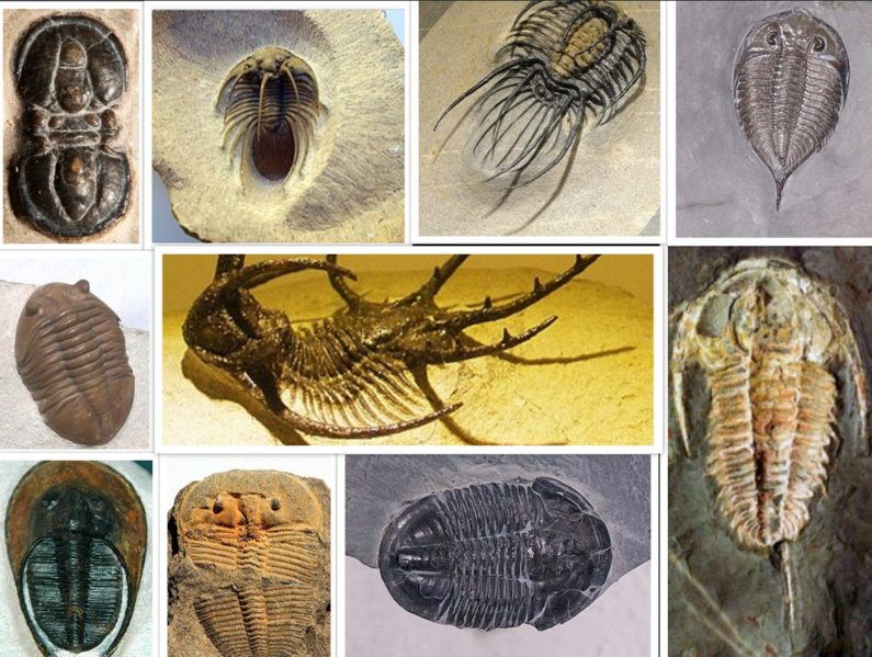 File:Trilobite diversity.png