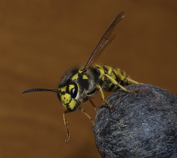 File:Wasp 3.jpg