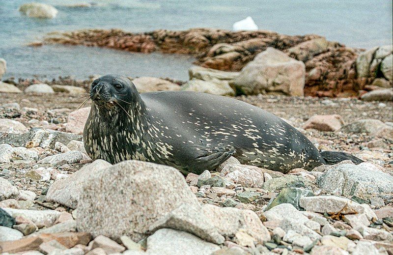 File:Weddell Seal (js)1.jpg