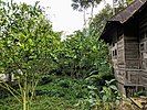 An Indonesian home garden