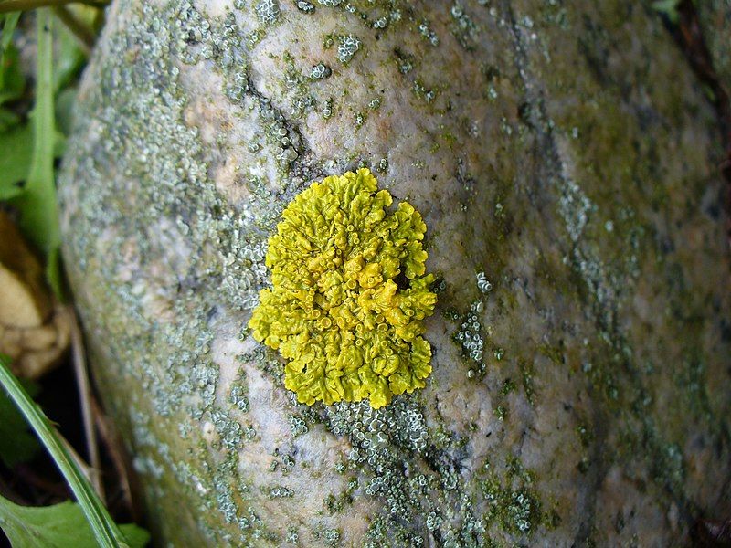 File:Yellow lichen.jpg