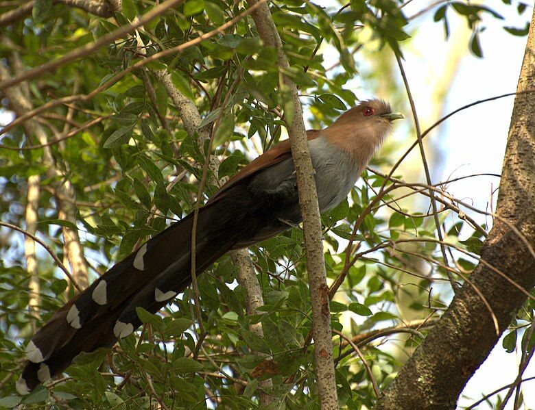 File:ALMA-DE-GATO (Piaya cayana).jpg