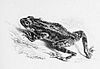 Illustration of a Kelaart's toad