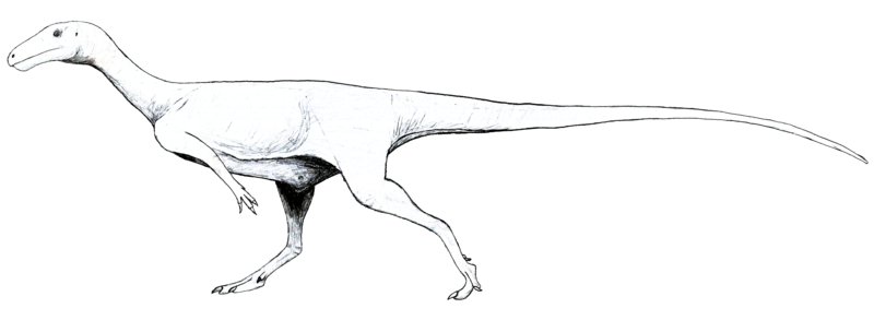 File:Afromimus LM.png