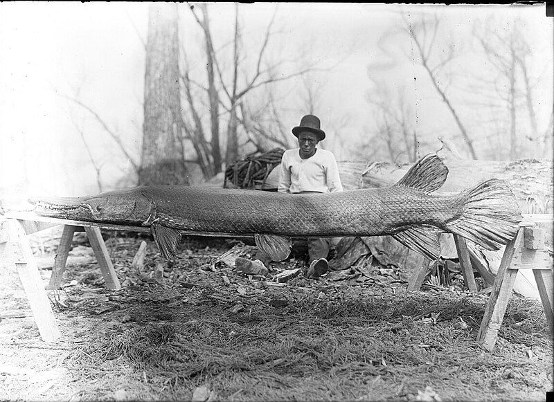 File:Alligator gar.jpg