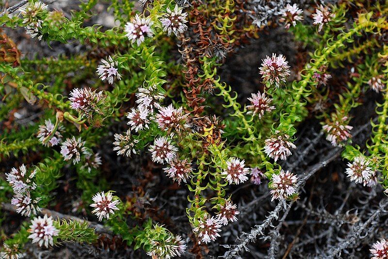 File:Andersonia involucrata.jpg