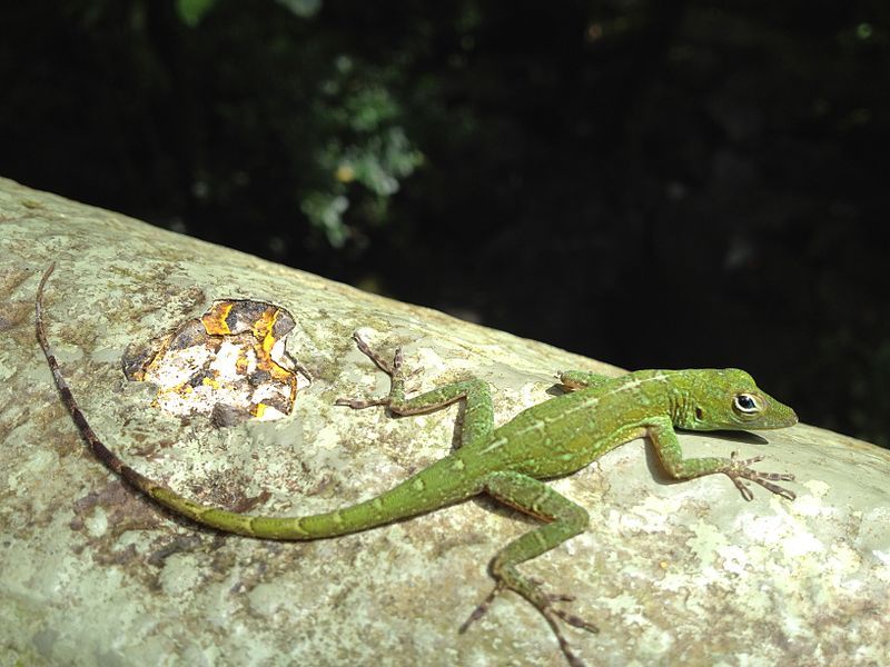 File:Anolis evermanni.jpg