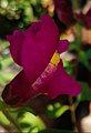 Antirrhinum majus flower