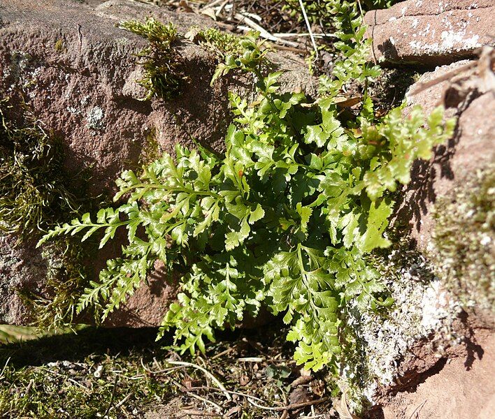 File:Asplenium adiantum-nigrum 141007.jpg