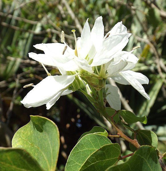 File:Bauhinia lunarioides.jpg