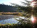 Beaver Lake in Stanley Park